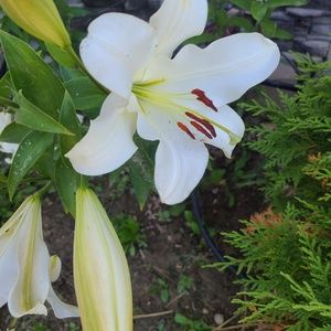 Meet your Posher, Shannon